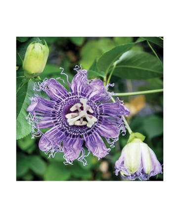 Passion Flower (Passiflora Incarnata) -30ml